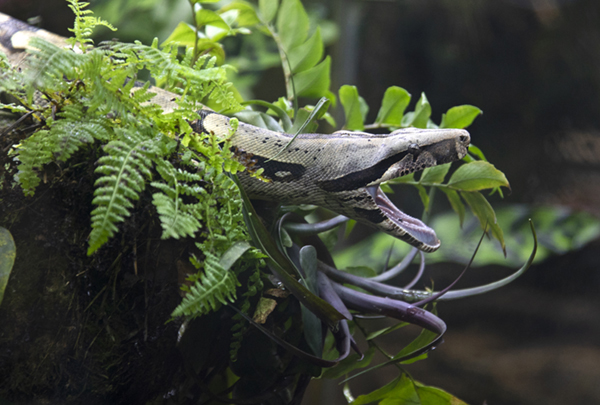 Red-tailed Boa Constrictor - Elmwood Park Zoo