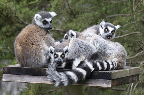 BBC - Earth News - In Pictures: Ring-tailed lemurs sniff out best mates