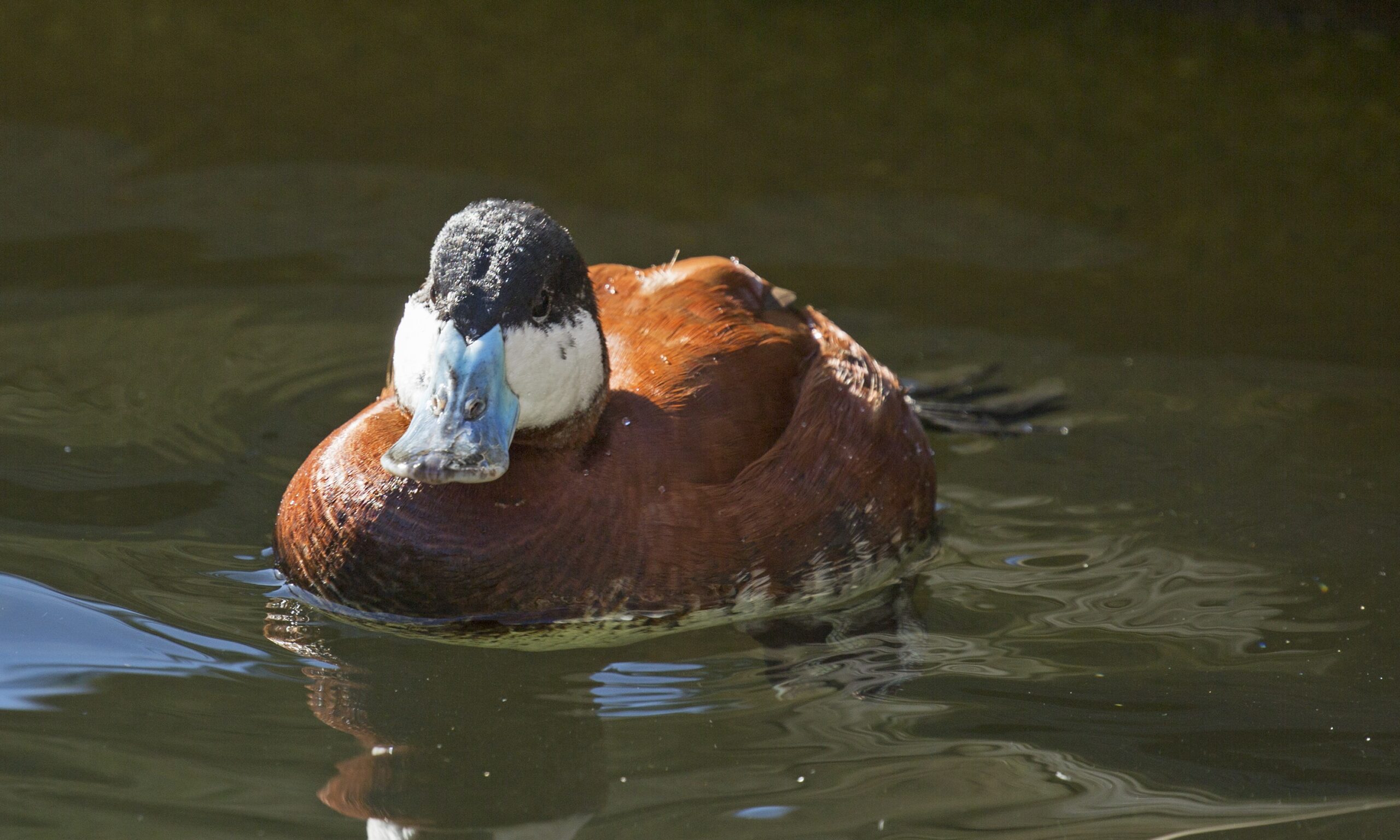 Ruddy duck Male MH