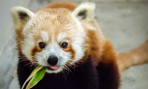 Red Panda - San Francisco Zoo & Gardens