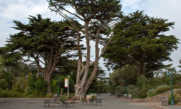 San Francisco's Top 10 Trees — San Francisco Trees