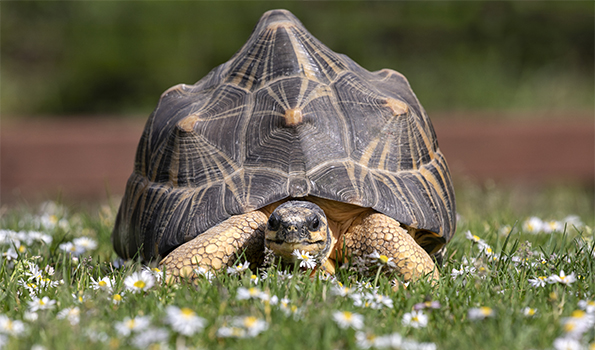 Tortoise-Radiated 595x350