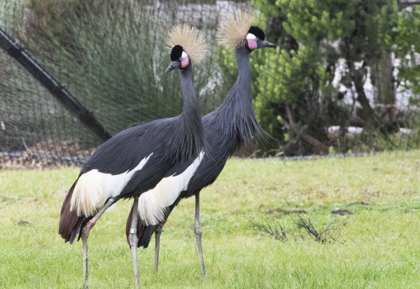 WestAfricanCrownedCrane_resize