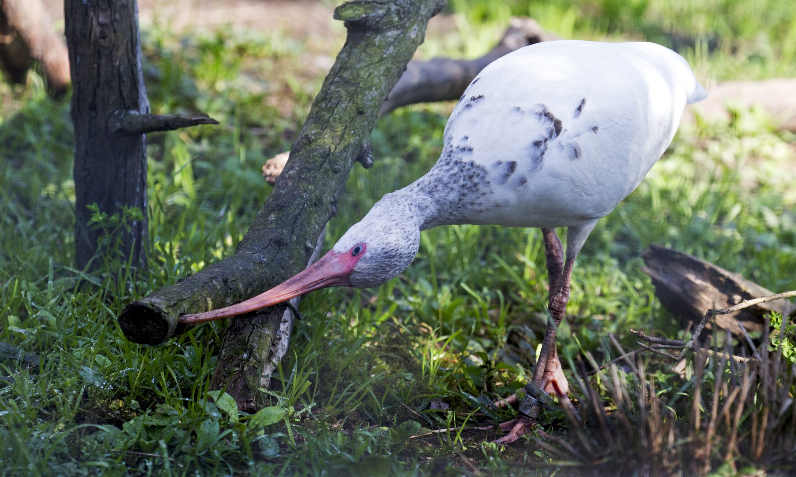 https://www.sfzoo.org/wp-content/uploads/2021/03/White-Ibis-3-MH-scaled.jpg