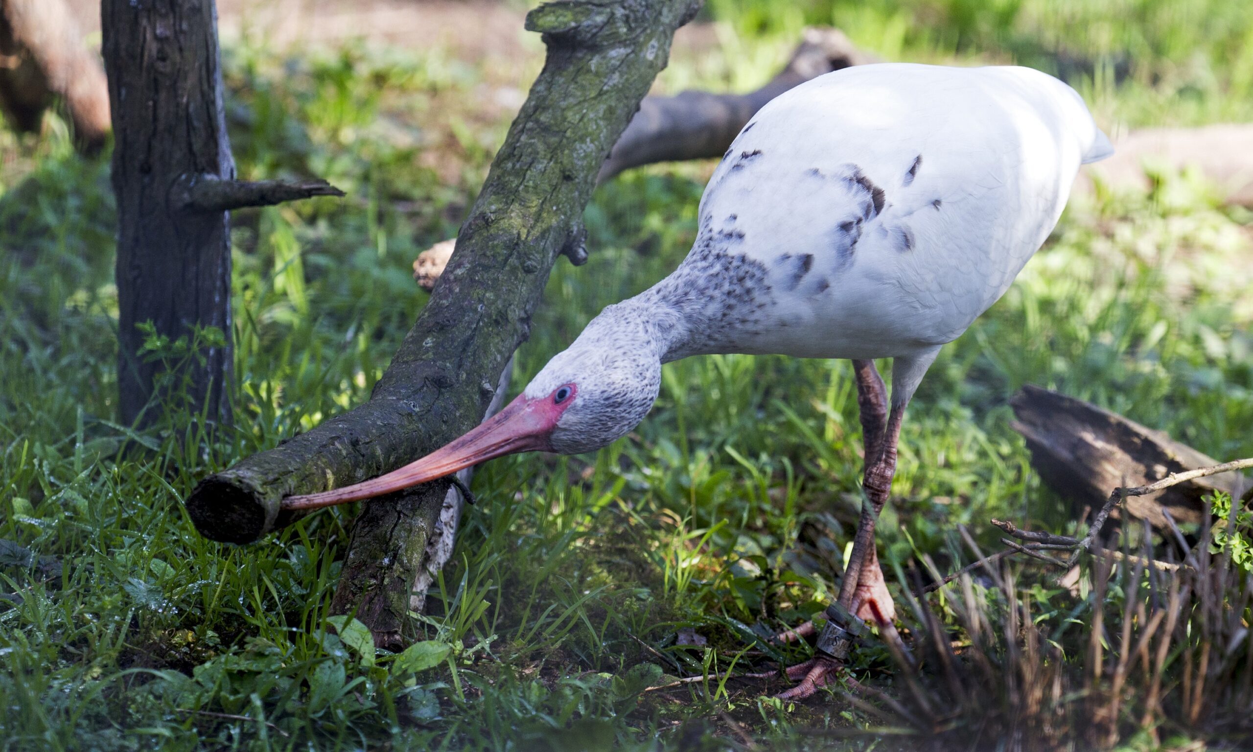 White Ibis 3 MH