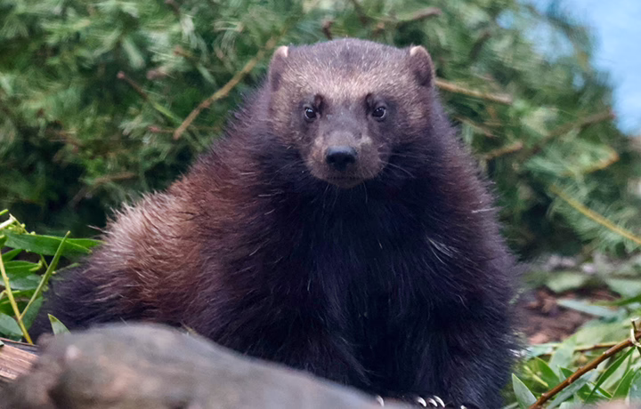 Wolverine