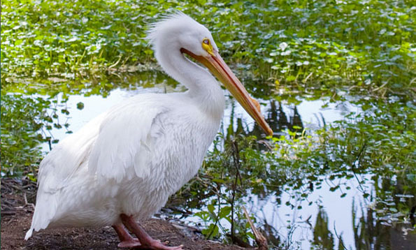 americanpelican_001