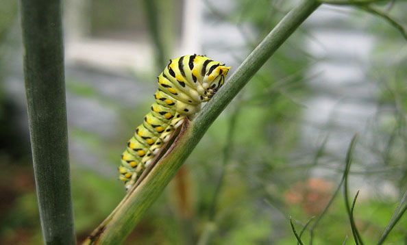 anisecatapillar_001