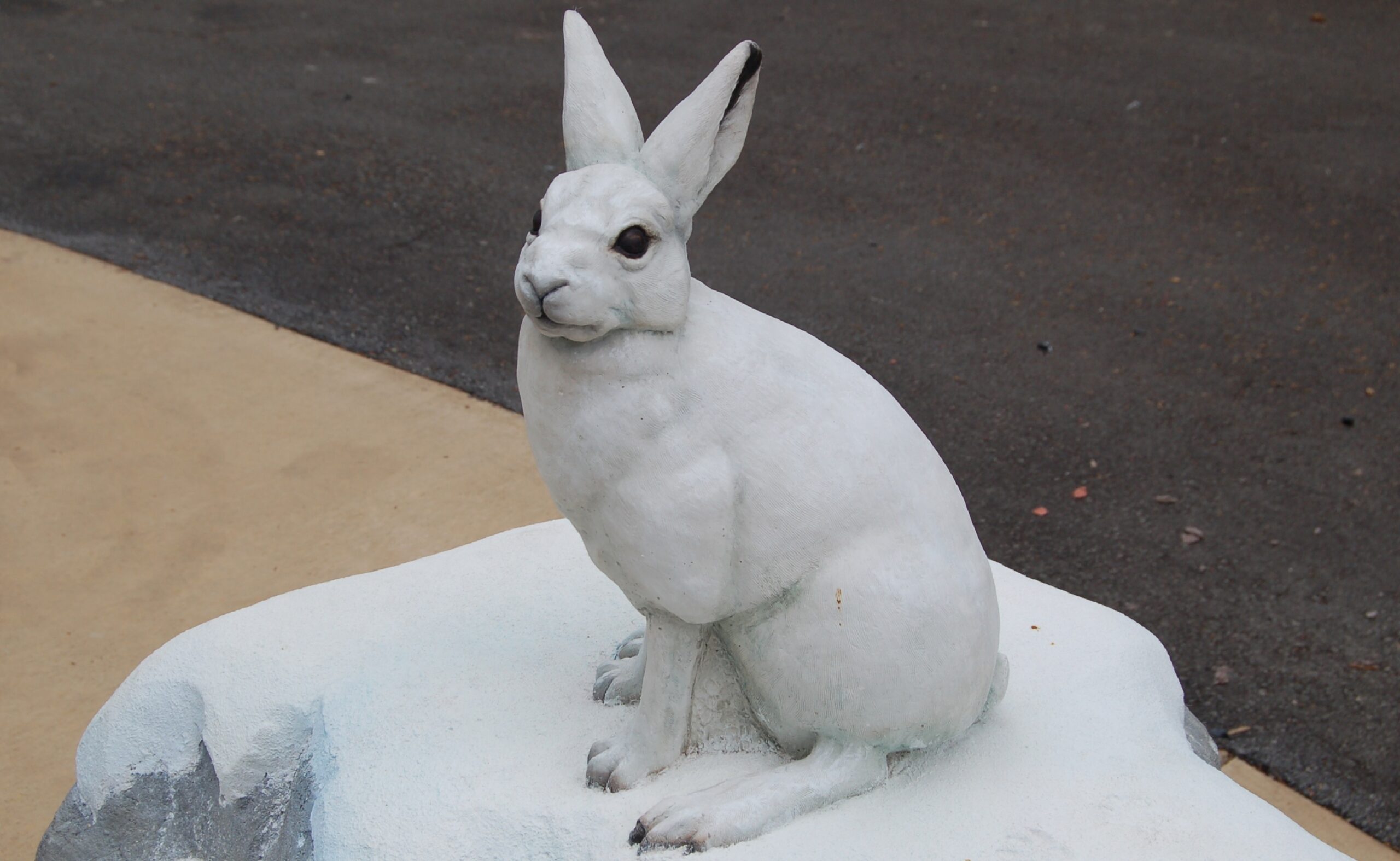 arctic hare BB