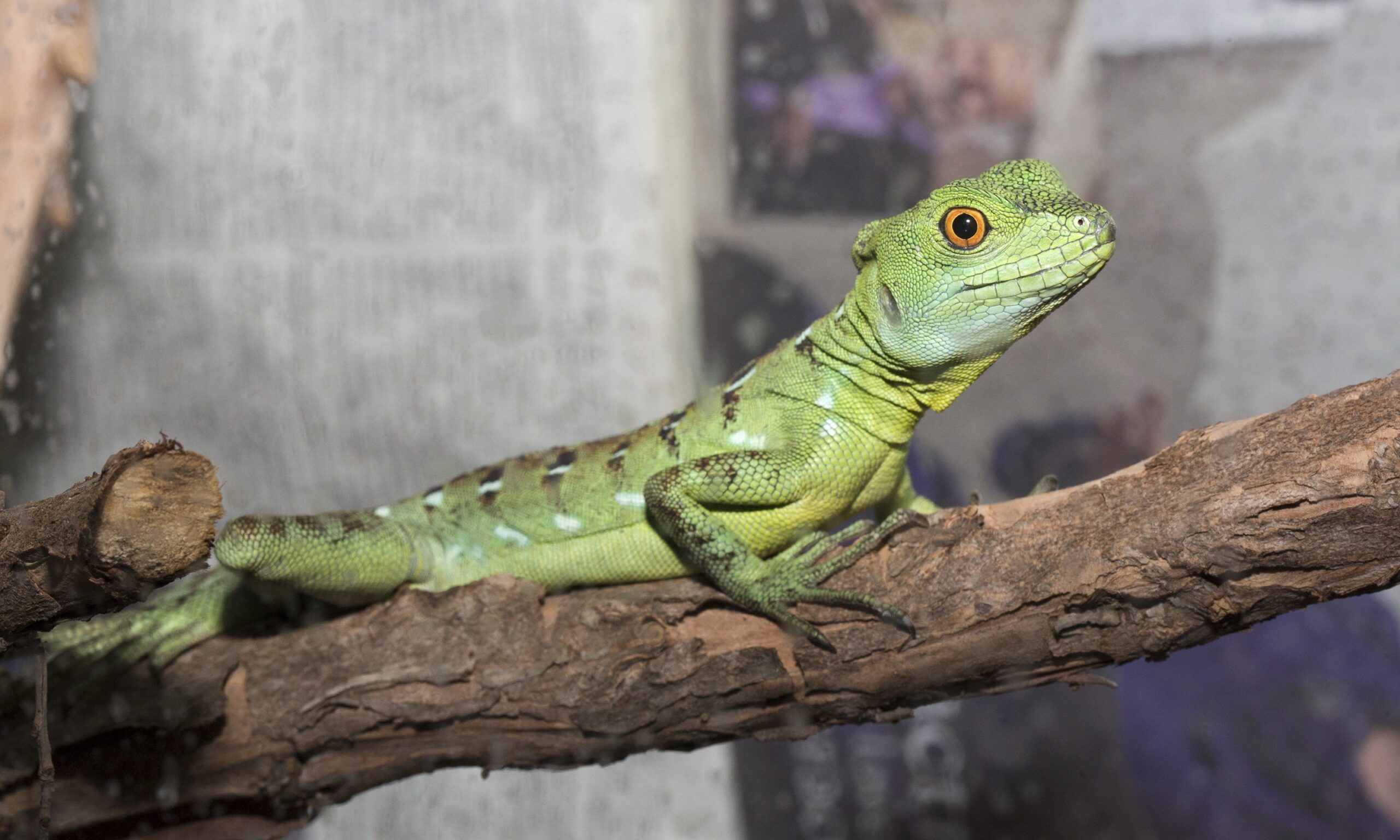 basilisk MH