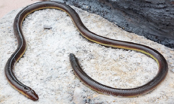 caecilian