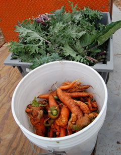 carrots