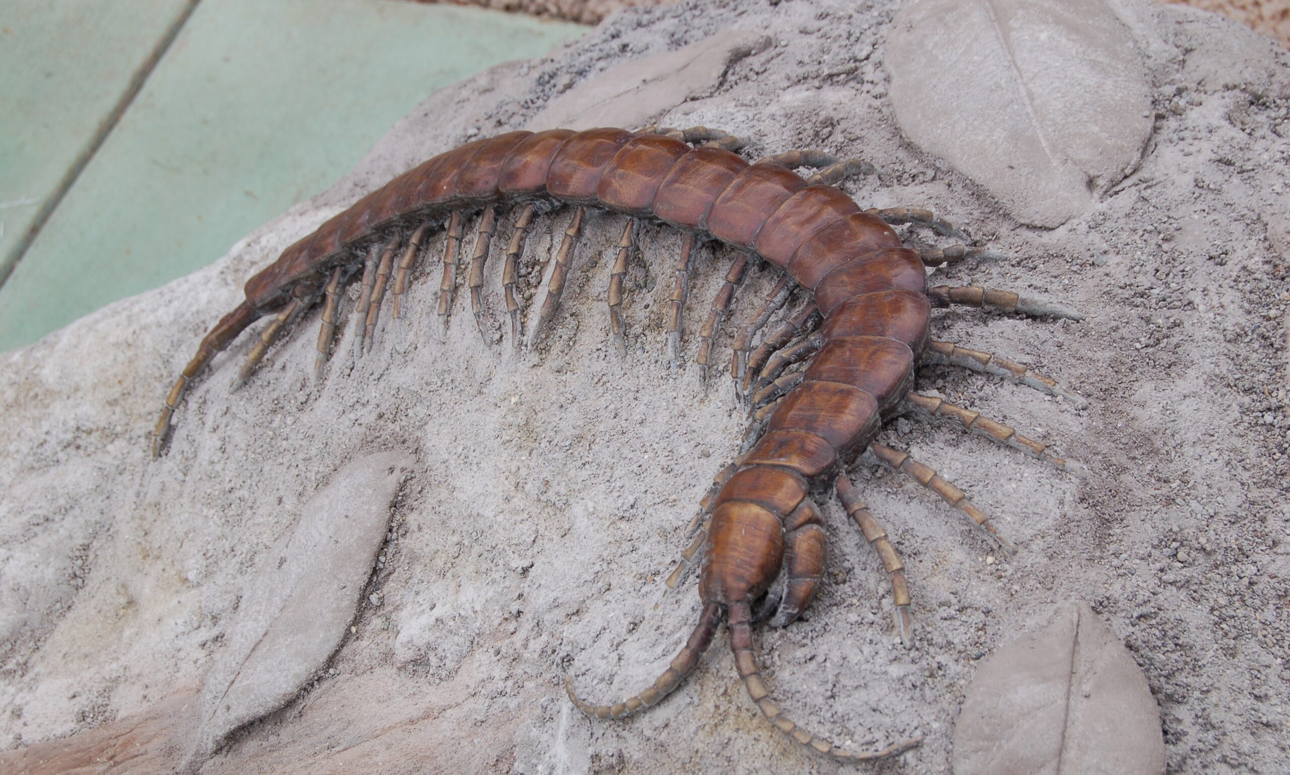 centipede BB