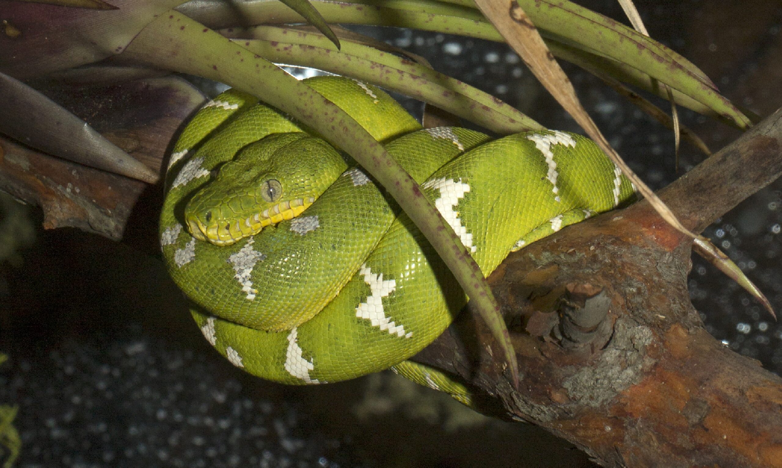 Emerald tree boa - San Francisco Zoo & Gardens