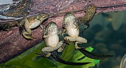 feature-RedLeggedFrog