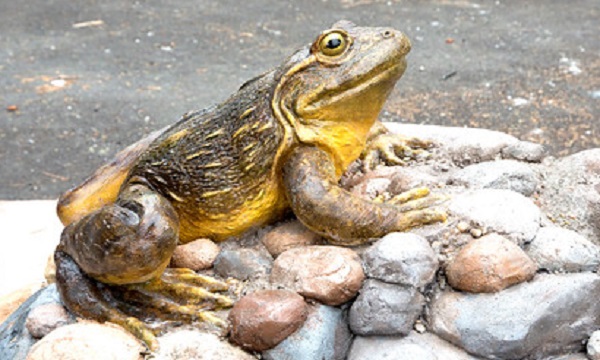 goliath frog