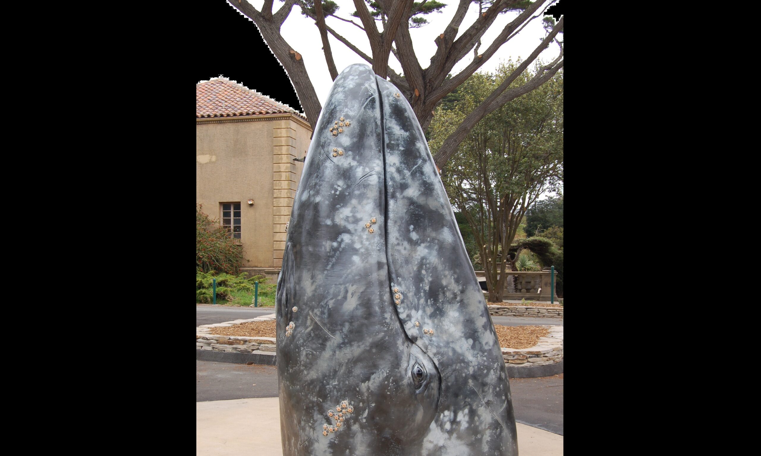 grey whale BB