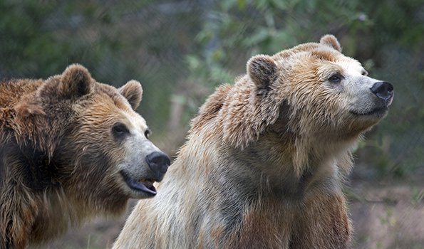 Adopt a Grizzly Bear Symbolic Adoptions from WWF