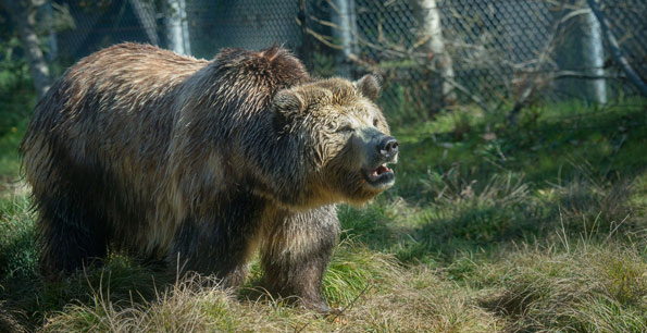 grizzly