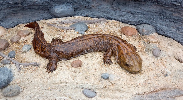 hellbender