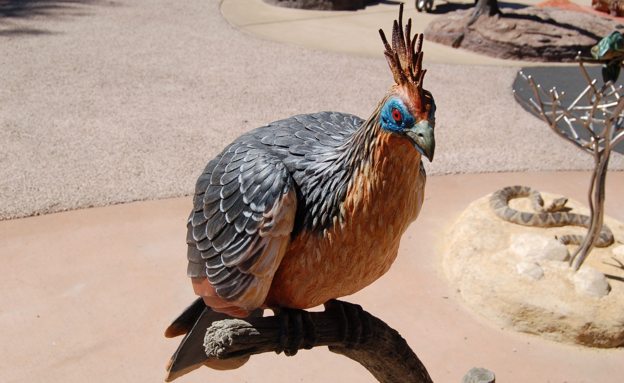 hoatzin BB