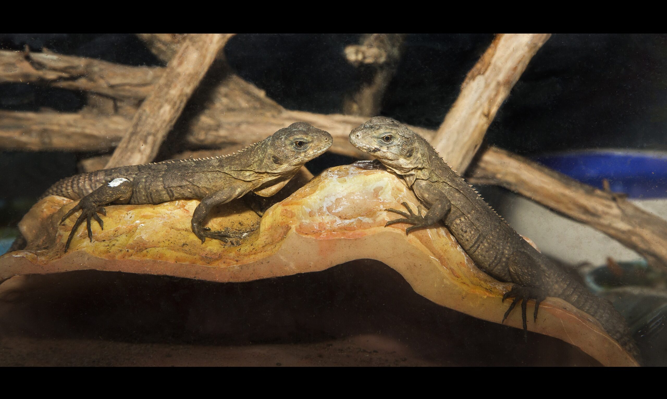 iguana MH