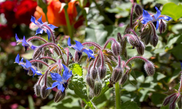 img_Starflower_MH_large