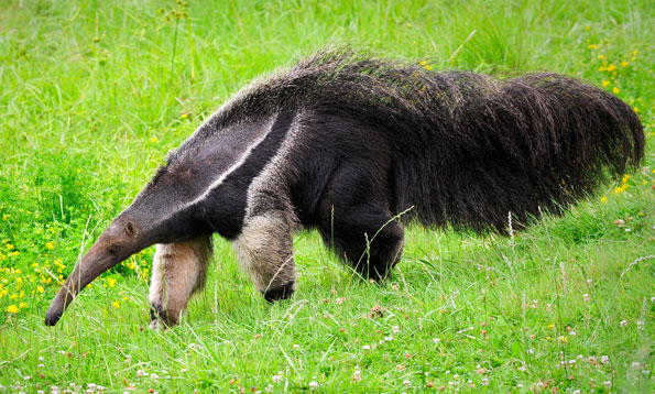 9 Fascinating Anteater Facts