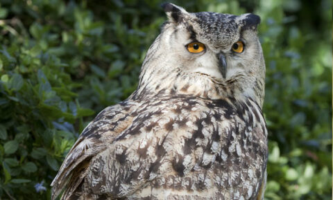 Eurasian Eagle Owl - San Francisco Zoo & Gardens