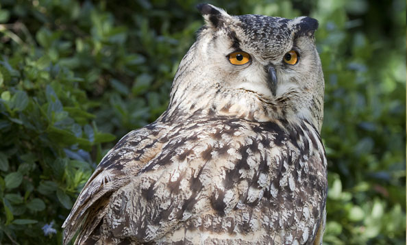 img_asianowl_mh_large