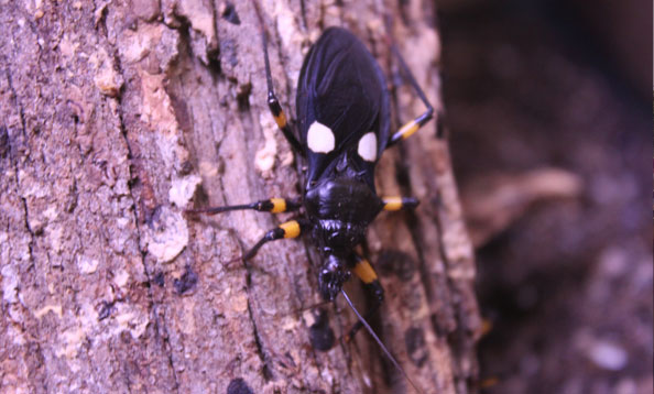 img_assassinbug_bf_large