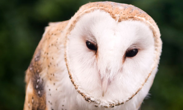 img_barnowl_mw_large