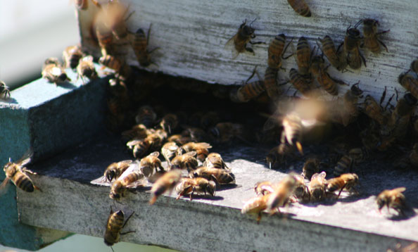Honey Bees - San Francisco Zoo & Gardens