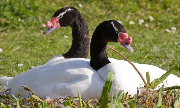 Skyldig overse Vandt Black-necked Swan | San Francisco Zoo & Gardens