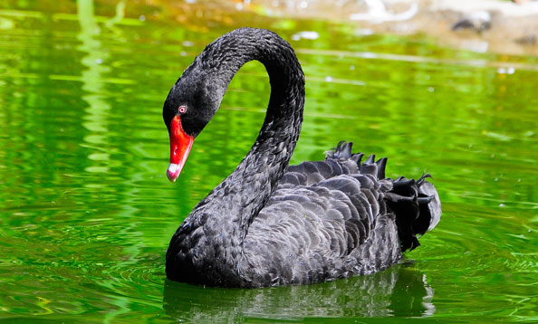 Mysterium instinkt Nøgle Black Swan | San Francisco Zoo & Gardens