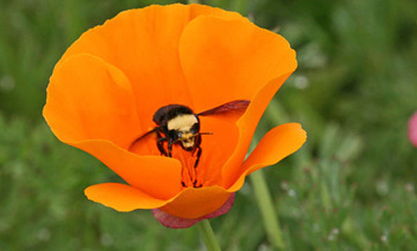 img_capoppybee_MH_large