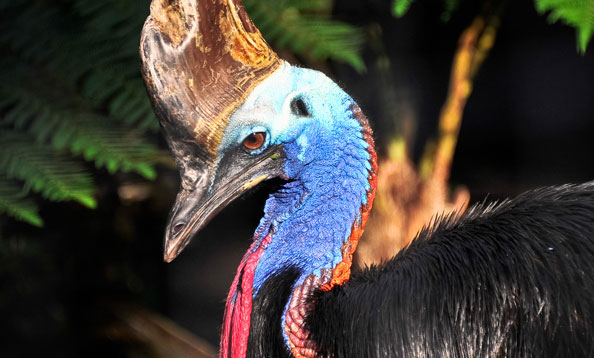 img_cassowary_mw_large