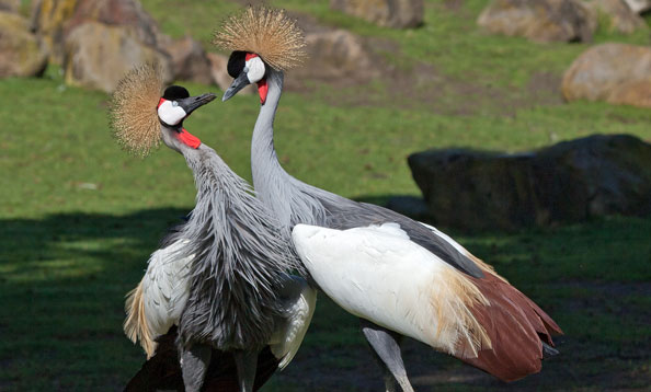 Featured Animals - East African Crowned Crane - CMZoo