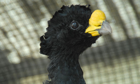 img_currassow_staff_large