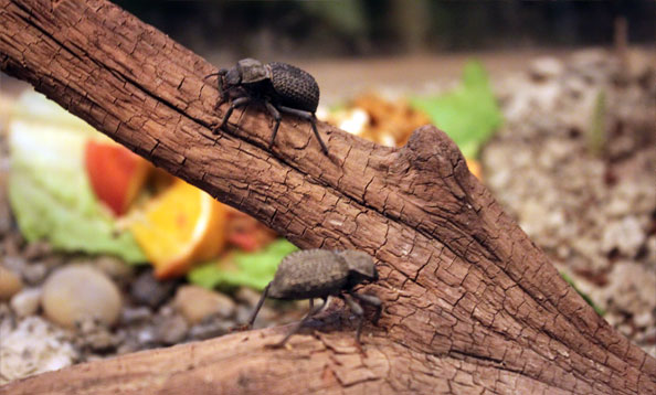 img_walkingstick_bf_large