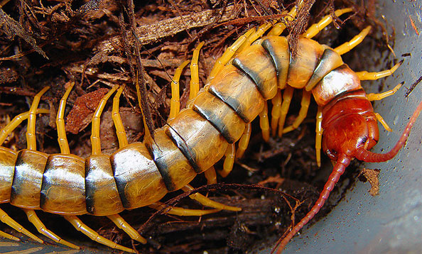Giant Desert Centipede - San Francisco Zoo & Gardens