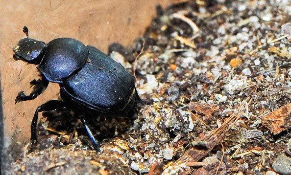 img_dungbeetle_mw_large