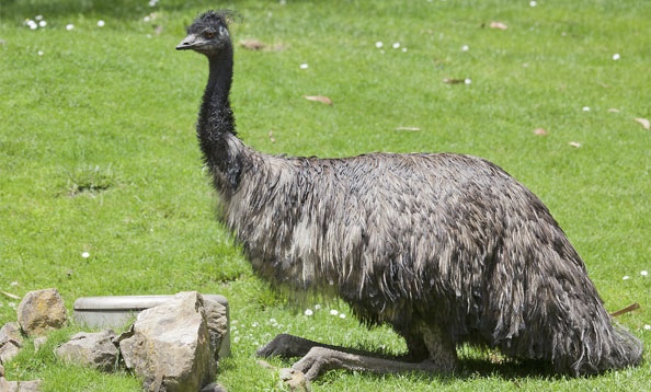 img_emu_mh_large