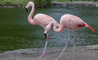 img_flamingo_325
