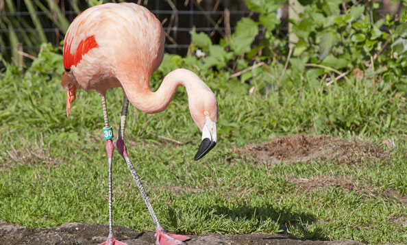 img_flamingo_mh_large