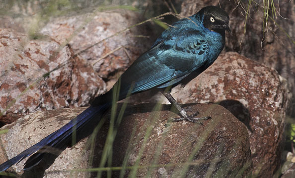 img_glossystarling_mh_large