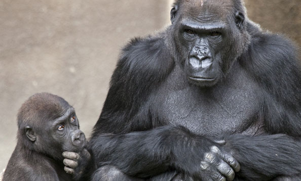 img_gorilla_mh_large