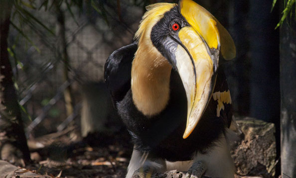 great hornbill flying in groups