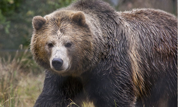 https://www.sfzoo.org/wp-content/uploads/2021/03/img_grizzlybear_mh_large.jpg