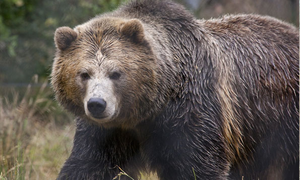 Grizzly Bears at the Central Park Zoo